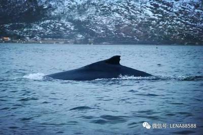 做梦在大海里游泳