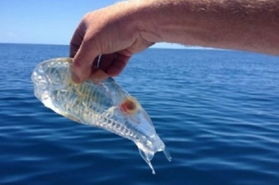 透明鱼多少钱