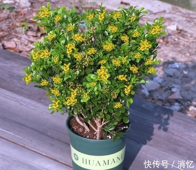 桂花五行属什么