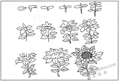 向日葵生长过程简笔画