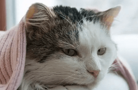 怀孕的猫咪可以洗澡吗