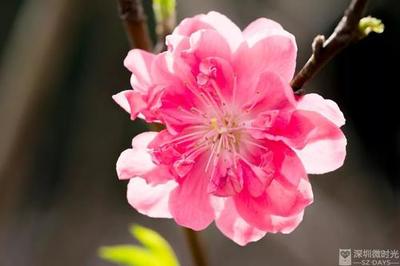 八字桃花命书