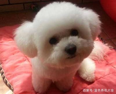 比熊爱干净