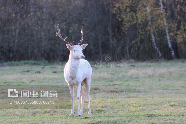 白鹿