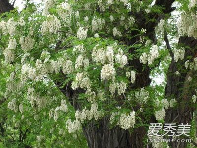 孕妇能吃槐花饼吗
