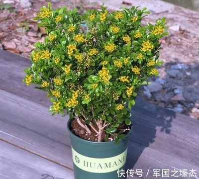 桂花五行属什么