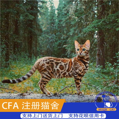 金钱豹猫有多少斤