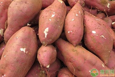 红薯是用什么繁殖的