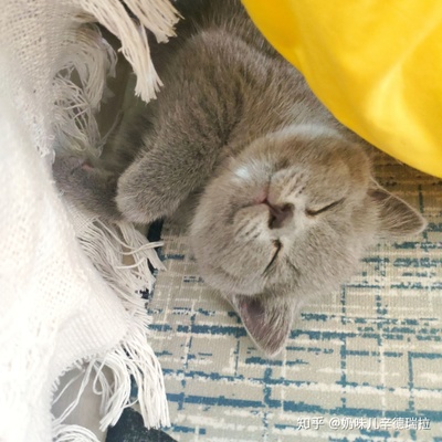 蓝猫起名字