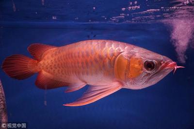 沽源縣海精靈水族寵物用品館（沽源縣海精靈水族寵物用品館電話(huà)）