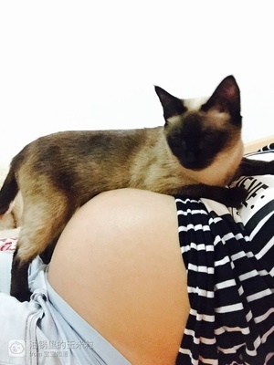 怀孕可以抱猫吗