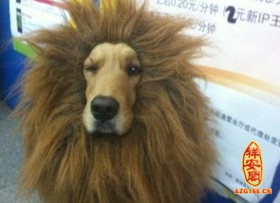 周公解梦梦见很多狗