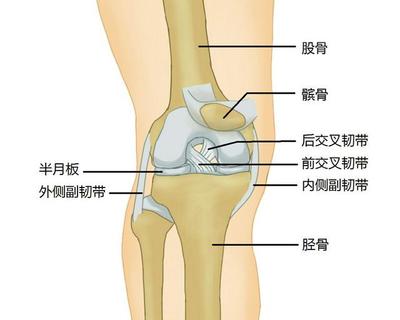 膝盖关节响是怎么回事