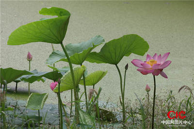 荷花性格