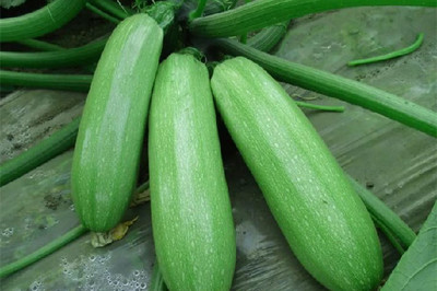 西葫芦怎么吃减肥