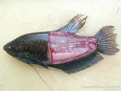 匯龍魚缸圖片價(jià)格(匯龍魚缸價(jià)格表)