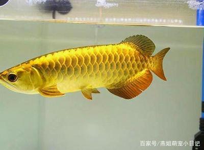 汕頭哪里有賣(mài)魚(yú)缸的實(shí)體店（汕頭魚(yú)缸批發(fā)市場(chǎng)在哪里）