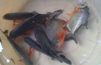 养食人鱼风水大忌