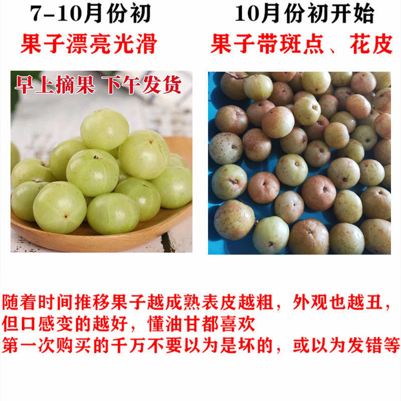 孕妇能吃油甘吗