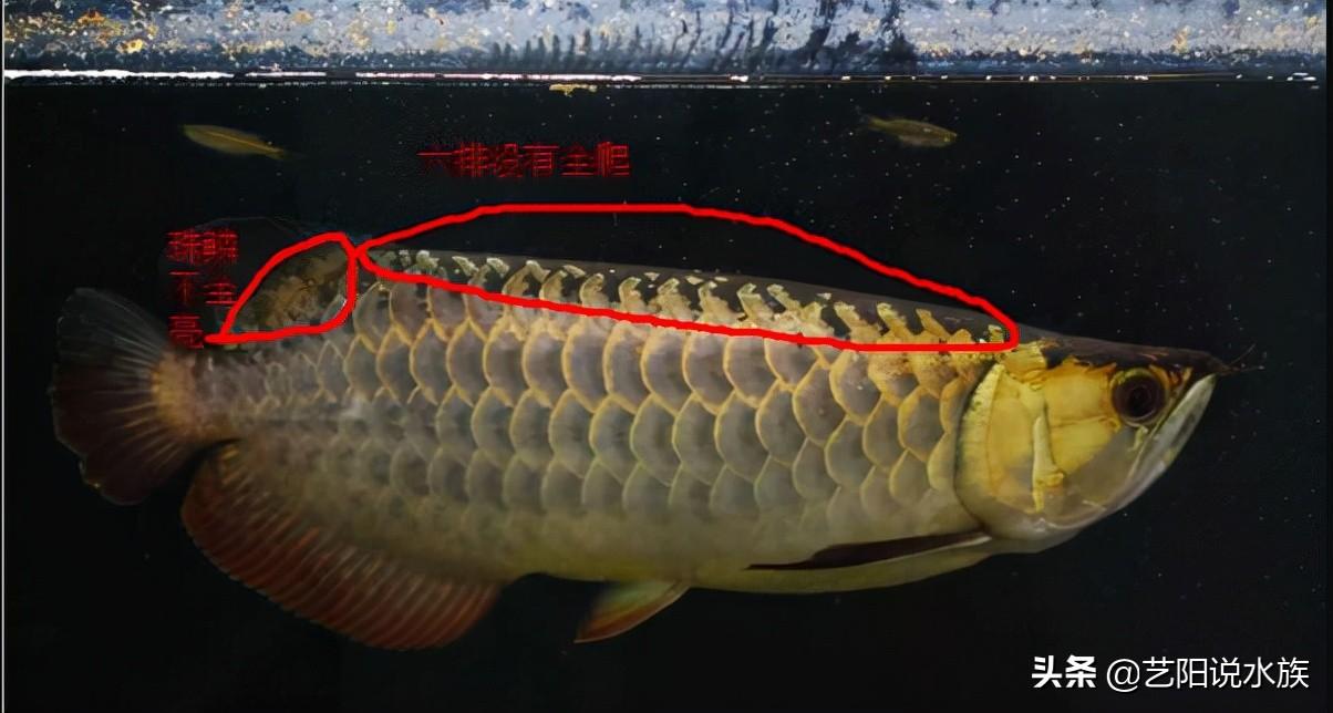 劍尾魚