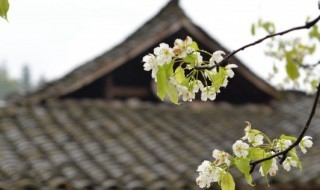 孕妇梦见祭祖