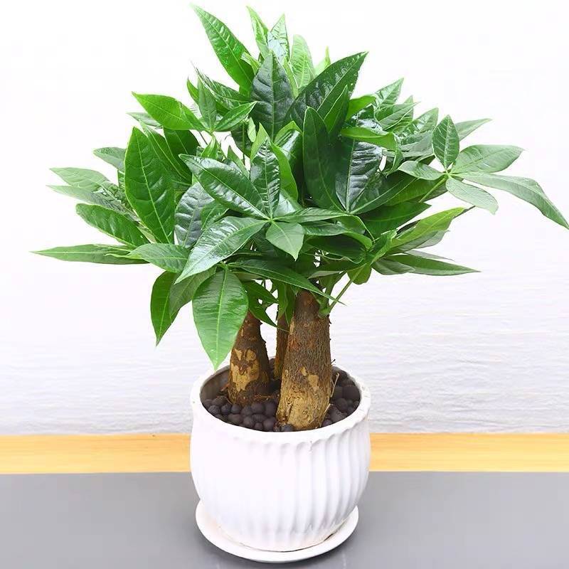 室内盆栽花卉大全