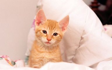 三个月的猫咪有多大
