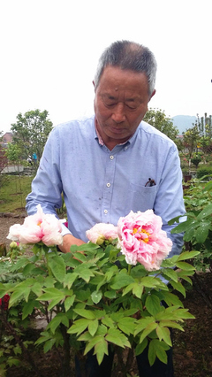家里种牡丹好吗