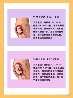 5个月胎儿一直动个不停