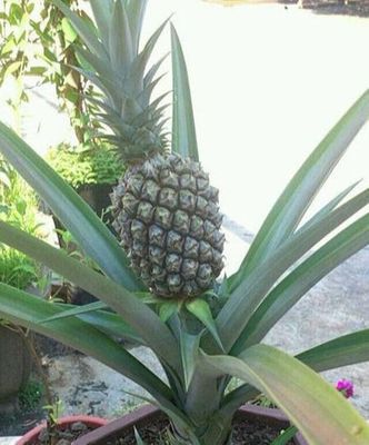 一棵菠萝能长几个