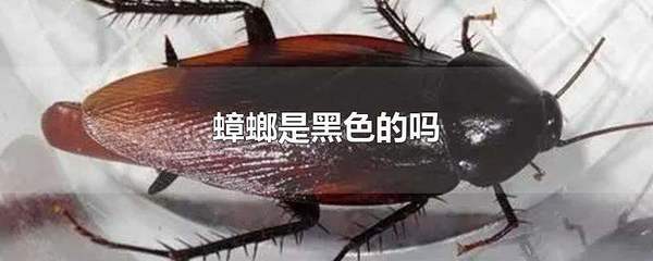 蟑螂是黑色的吗