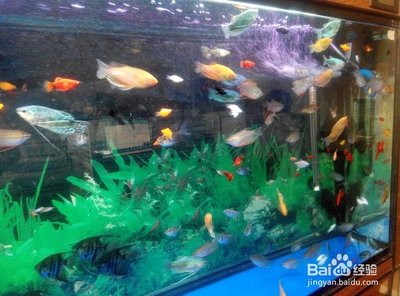 隨州水族器材濾材（隨州水族器材濾材批發(fā)市場）