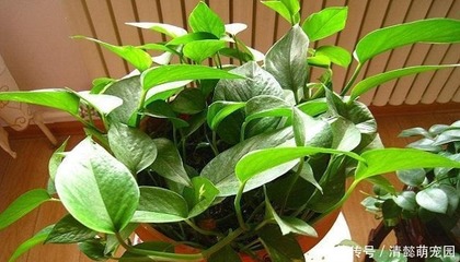 五行缺木养什么植物