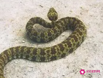 刚怀孕梦见蛇
