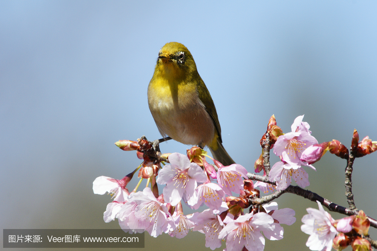 春天苏醒的小动物图片