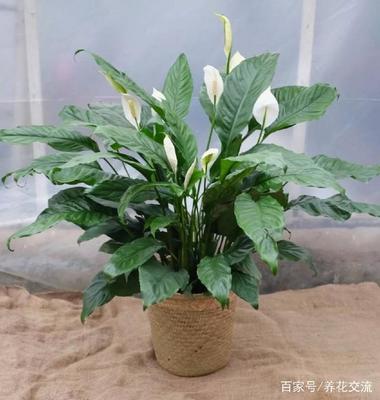 白掌有毒吗能放室内吗
