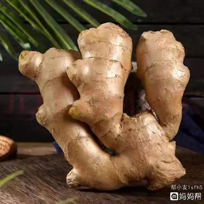 怀孕了可以吃姜吗