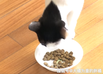 猫能吃狗粮吗?我的猫一直吃狗粮怎么办?