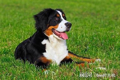 公狗的英文名