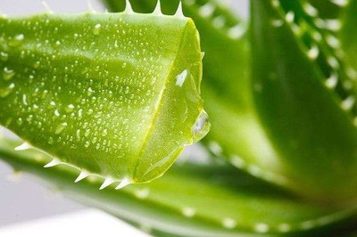 什么植物祛斑效果最好