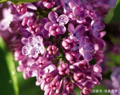 花代表什么生肖