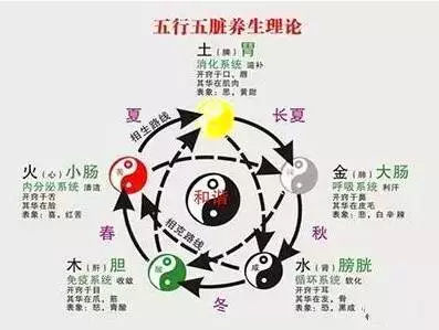 胃五行属什么
