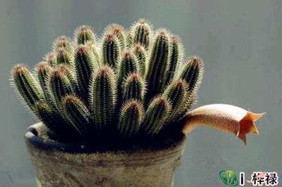 五行属土的植物
