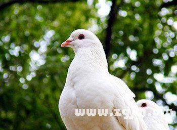 孕妇梦见鸽子