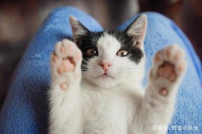 猫咪取什么名字好听