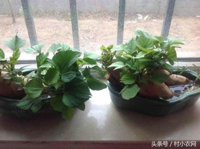 阳台红薯盆栽怎么种