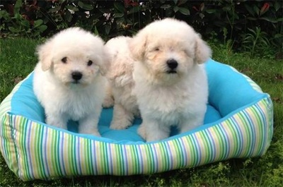 幼犬几个月可以洗澡