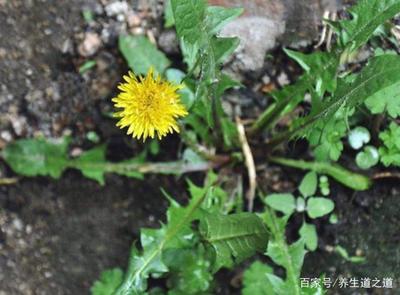 有机野菜蒲公英多少价