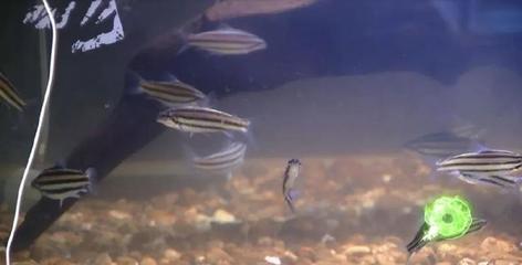 白子魟鱼几年能繁殖：白子魟鱼在繁殖时间上有所差异