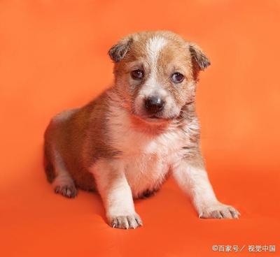 母狗起名